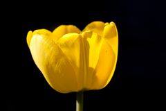 Tulip