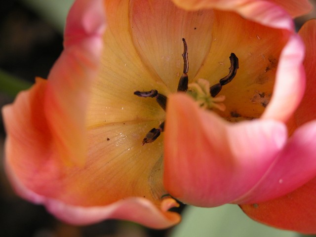 Tulip