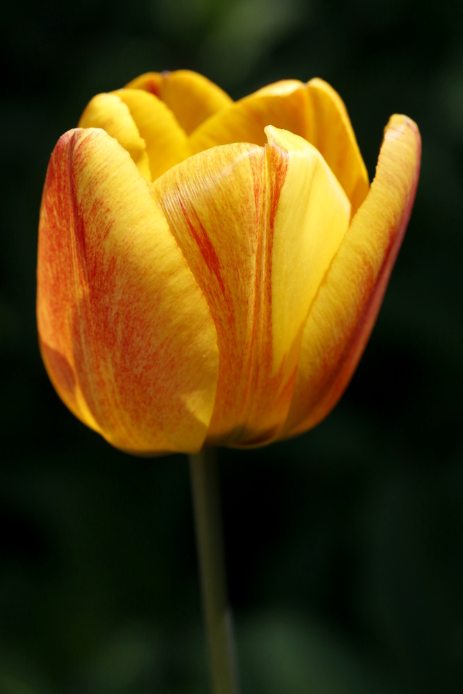 Tulip