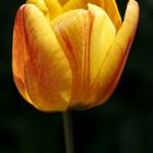 Tulip