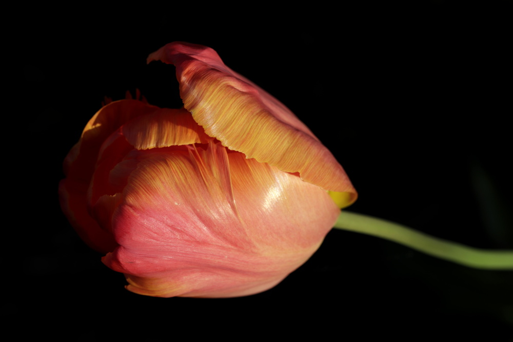 Tulip