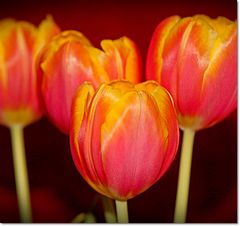 Tulip.....