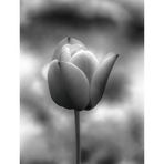 Tulip..........