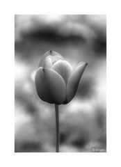 Tulip..........