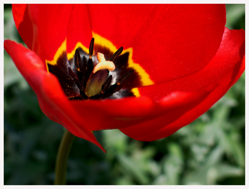 Tulip