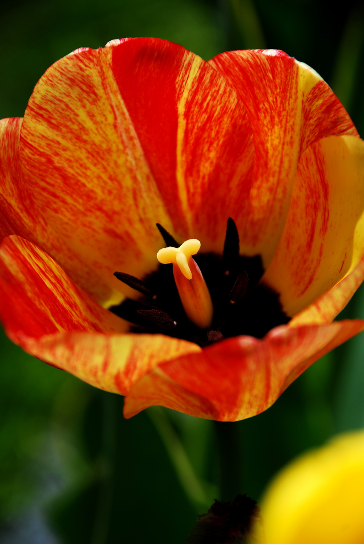 ..tulip..