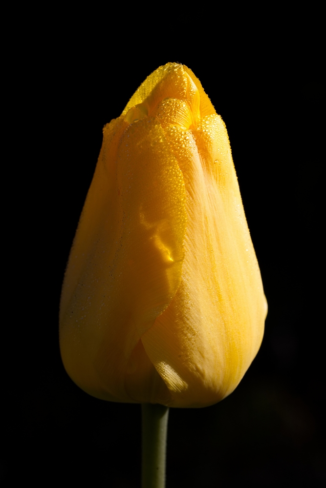 Tulip