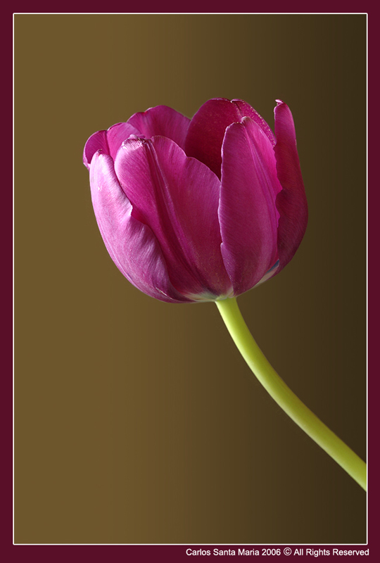 Tulip