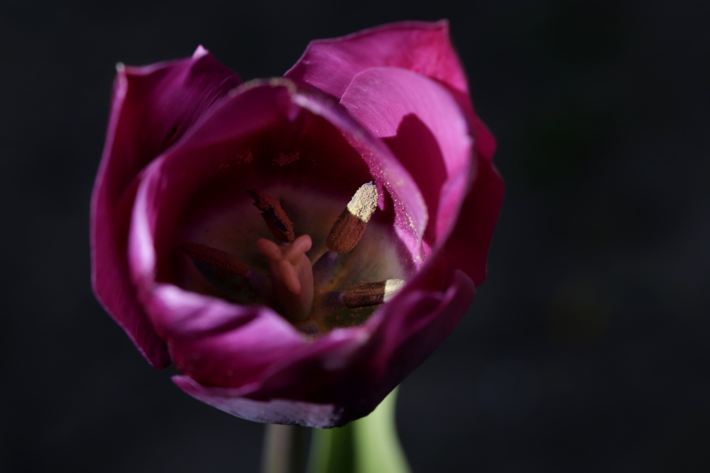 Tulip