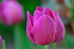 Tulip