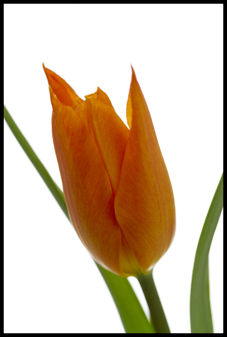 Tulip