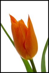 Tulip