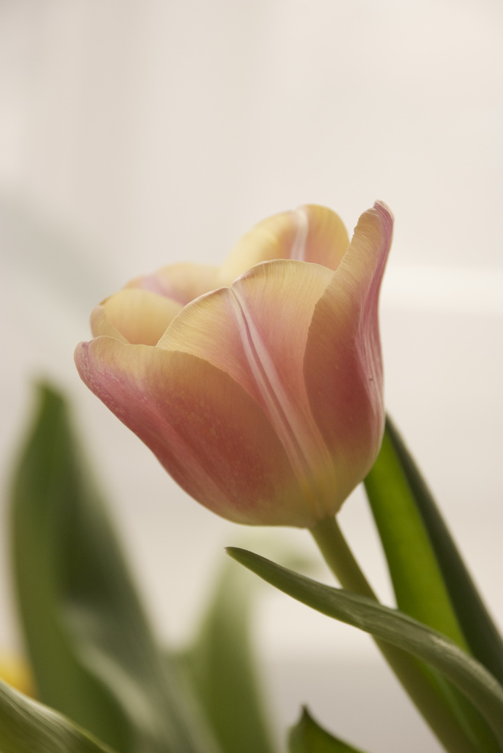 tulip