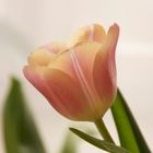 tulip