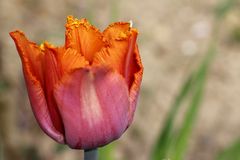 Tulip