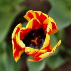 tulip