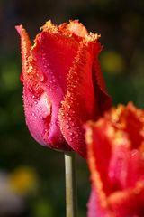 Tulip