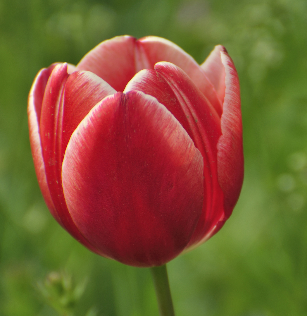 Tulip