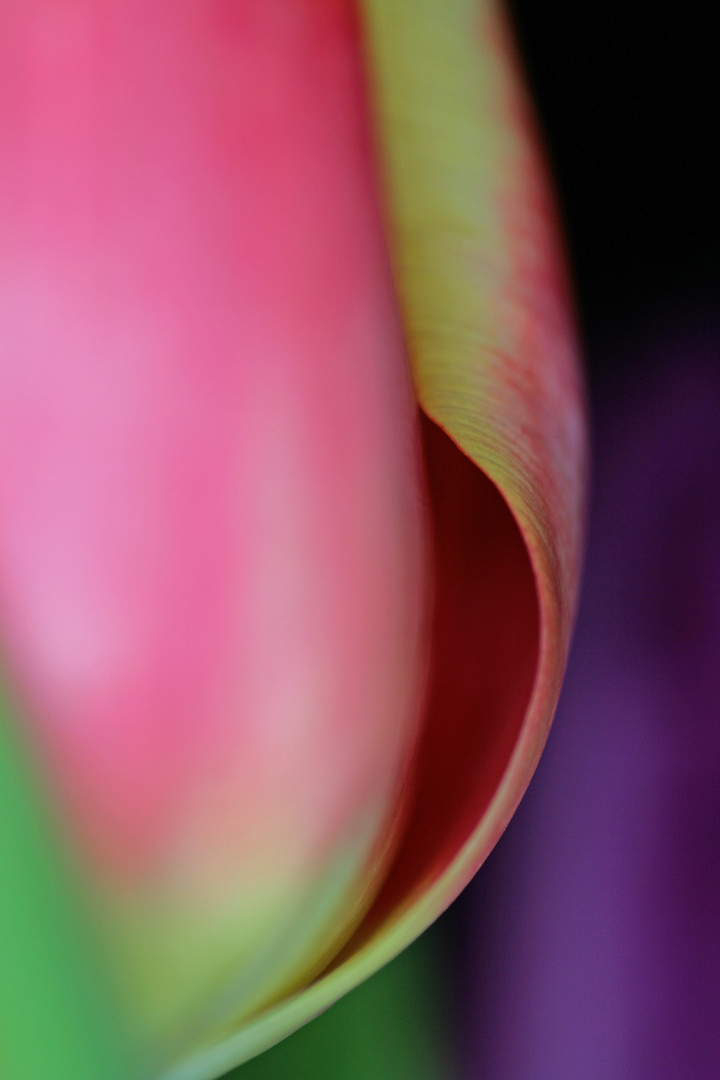 Tulip