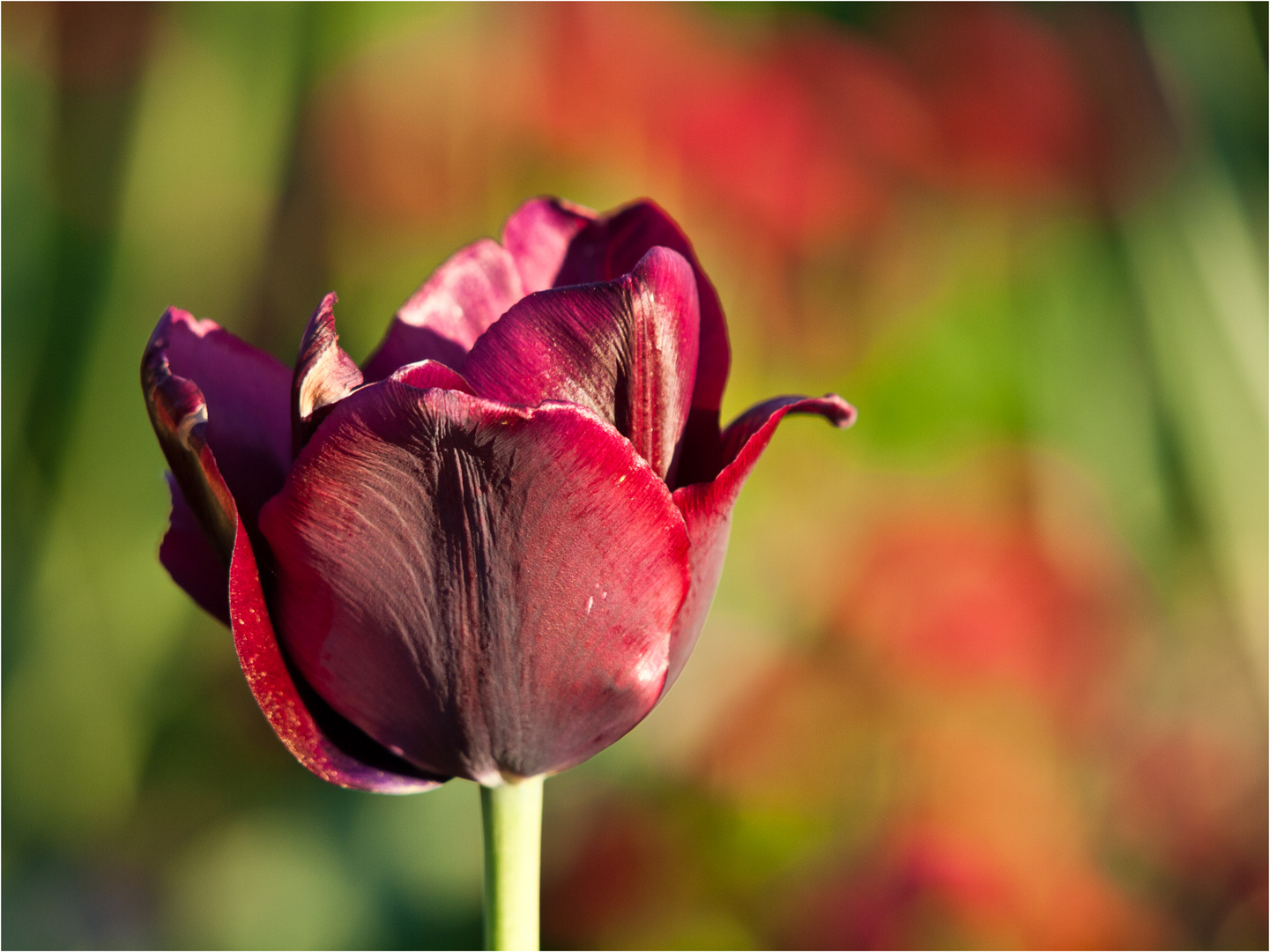 .: tulip :.