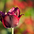 .: tulip :.