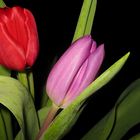 Tulip