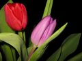Tulip von Dilaike 