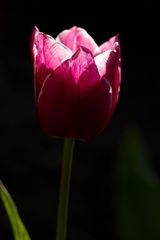 Tulip