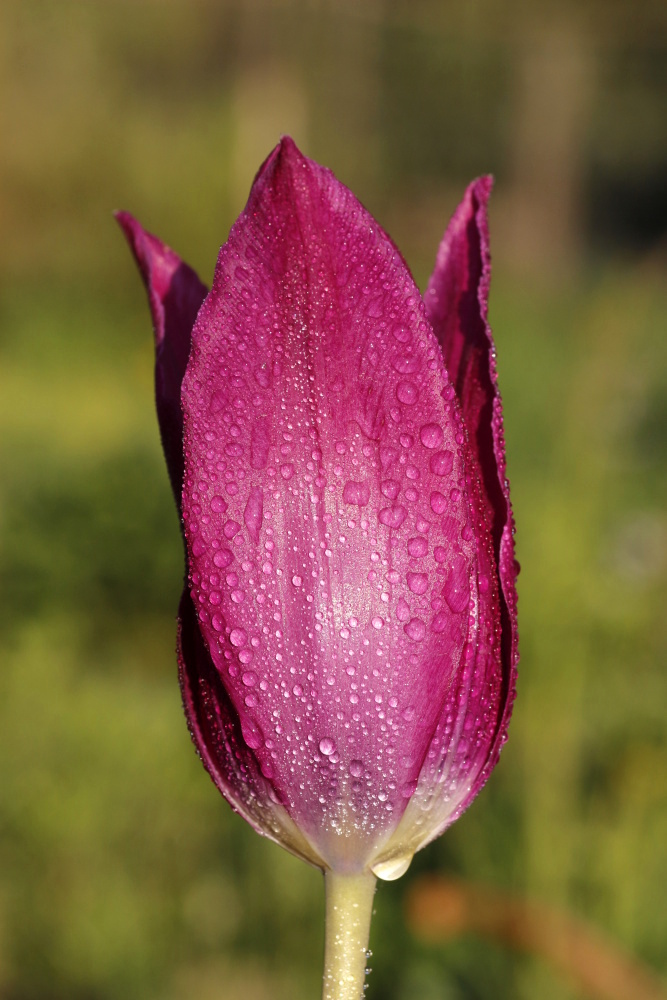 Tulip