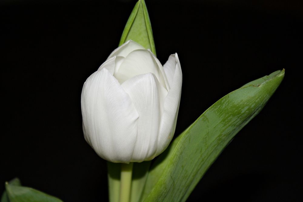 tulip