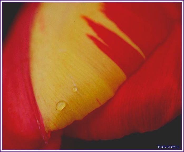 TULIP ABSTRACT.