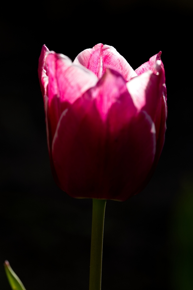 Tulip