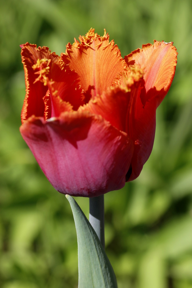 Tulip