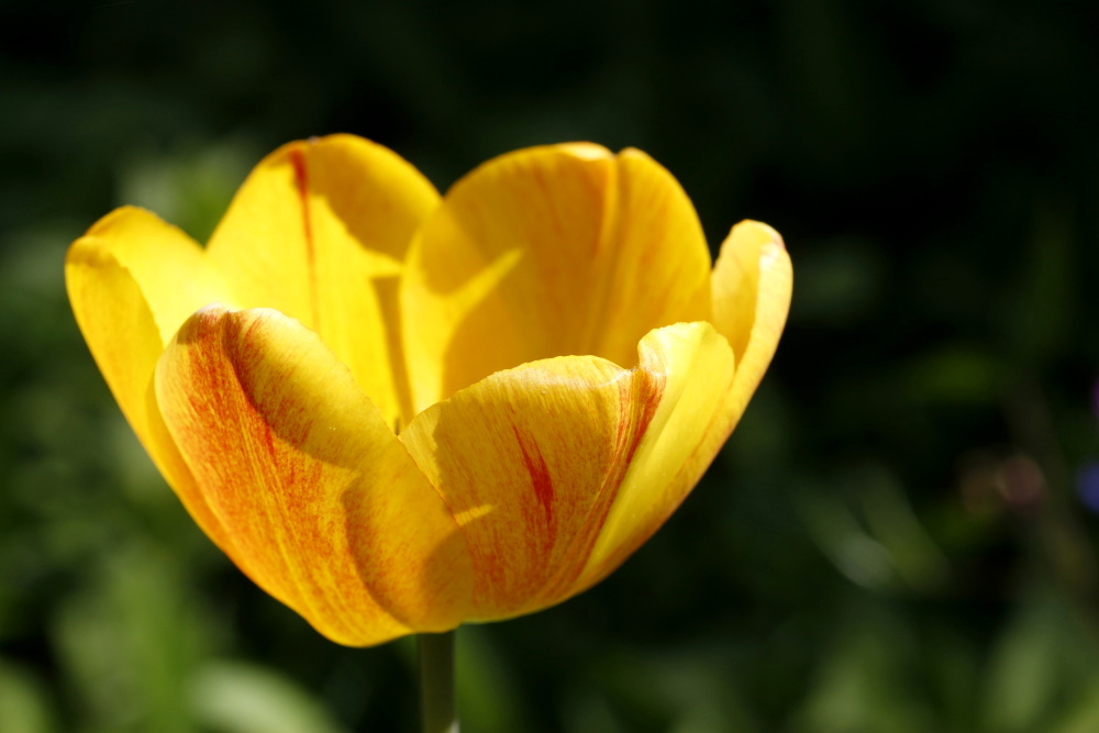 Tulip