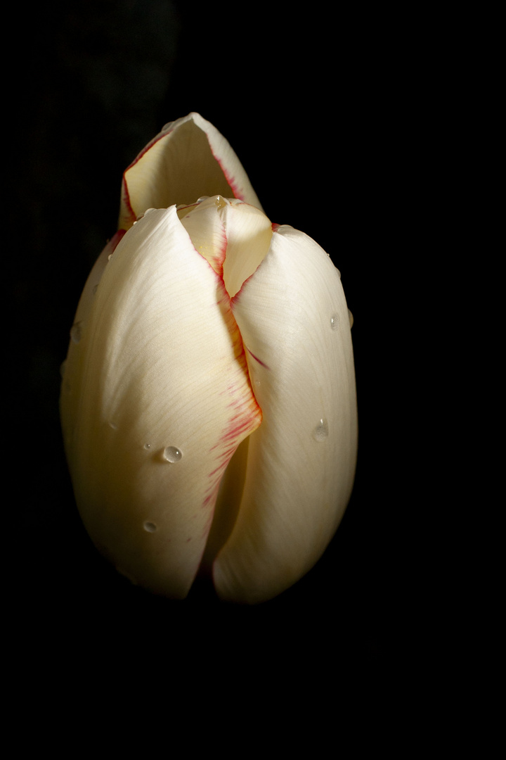 Tulip after Rain Shower