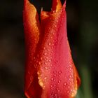 Tulip after the rain