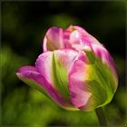 Tulip am Starnberger-See