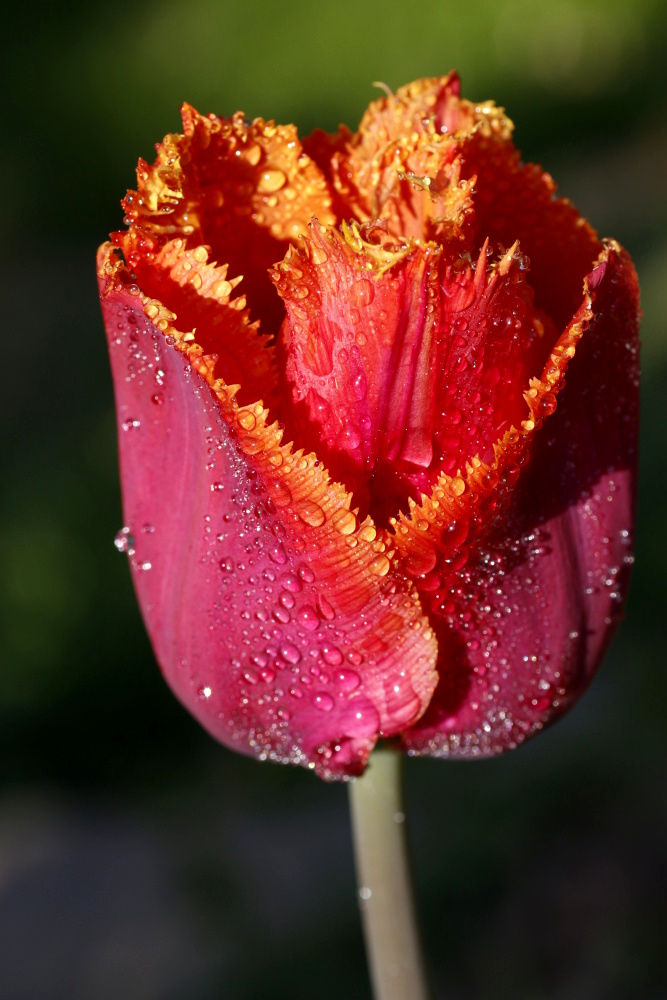 Tulip