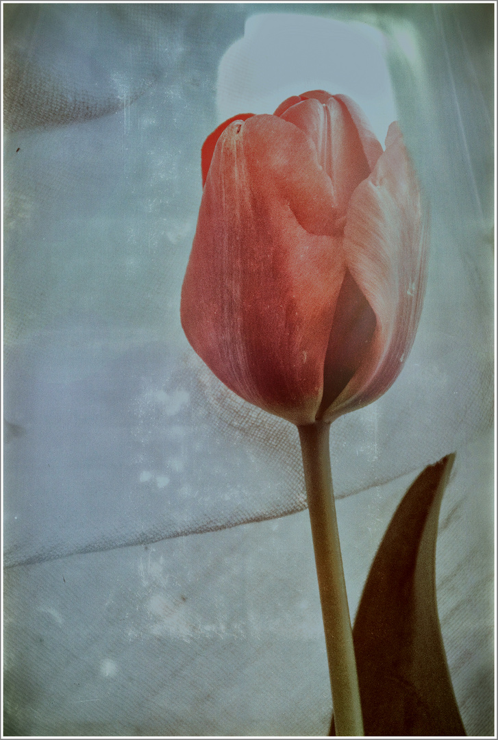 ..tulip...