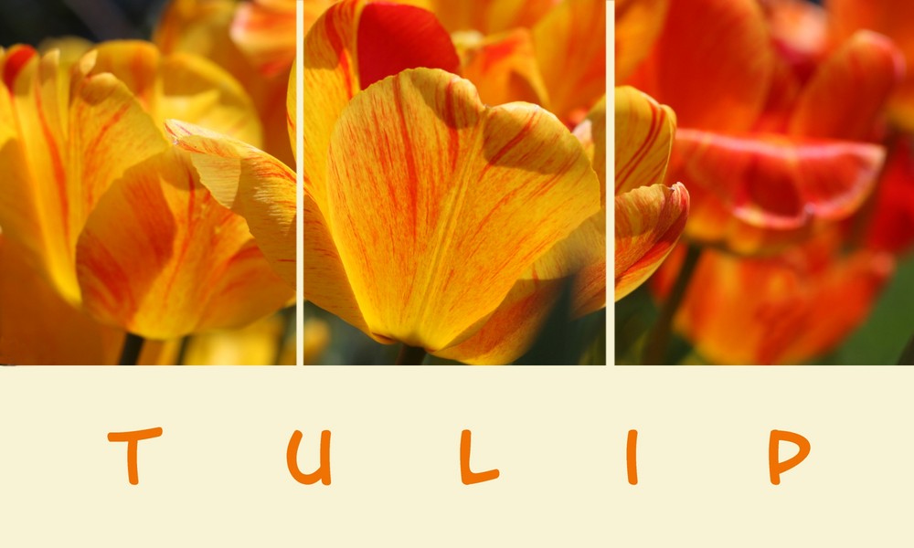 Tulip