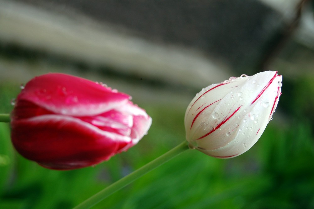 tulip