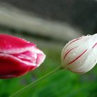 tulip