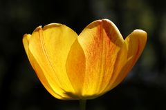 Tulip