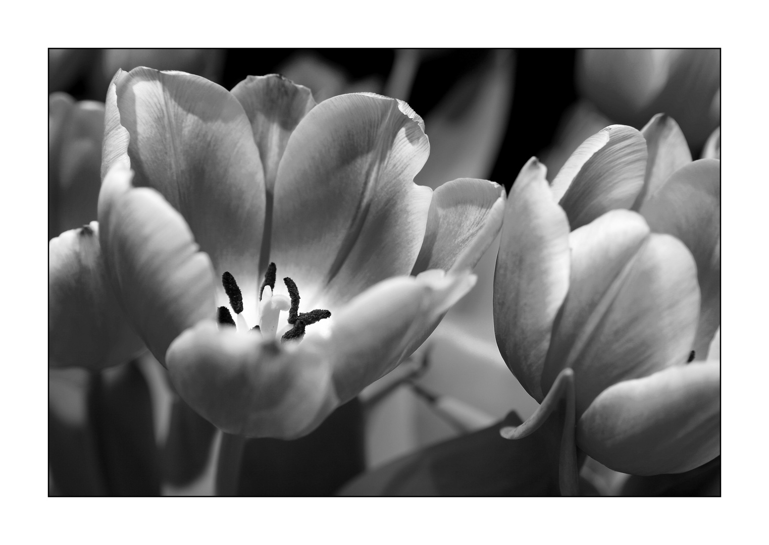 Tulip black 'n' white