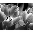 Tulip black 'n' white