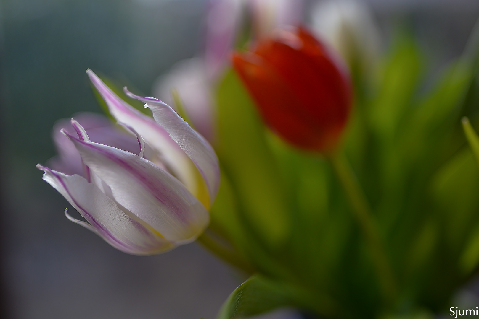 Tulip blossom magic   