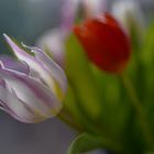Tulip blossom magic   
