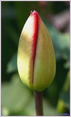 TULIP BUD.