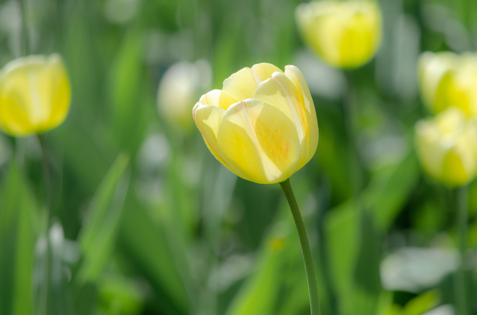 *tulip*