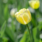 *tulip*